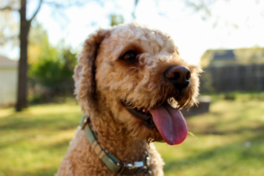 Cavapoo puppies for sale